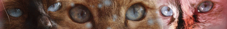 chatterie des amours birmanes