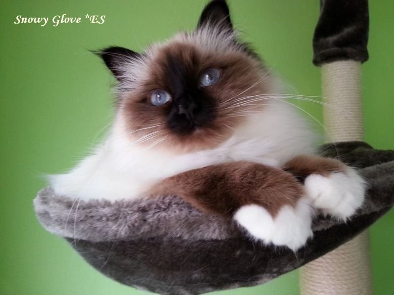 Gato Sagrado de Birmania