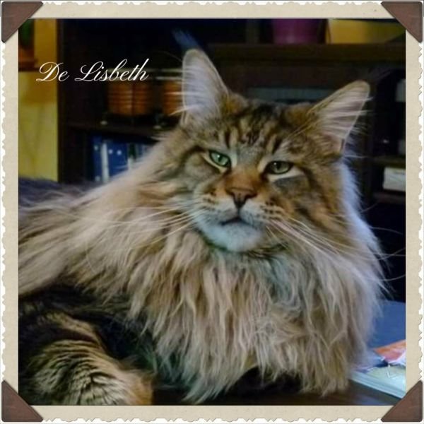 Gato Maine Coon