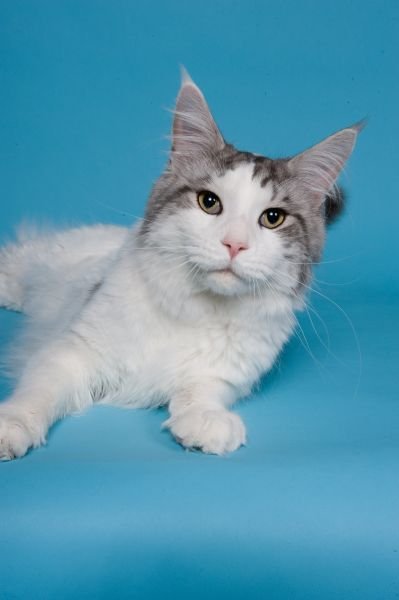 Gato Maine Coon