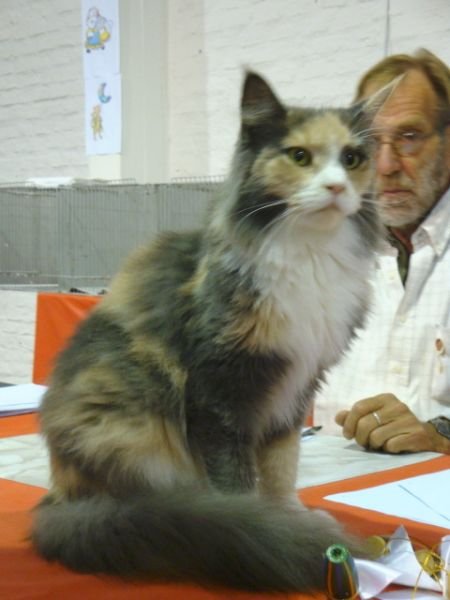 Gato Maine Coon