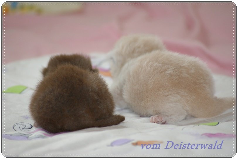 vom Deisterwald