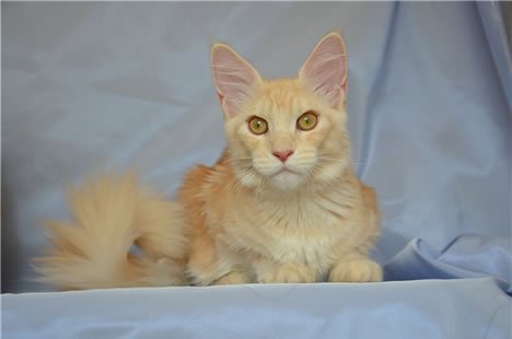 Allegiancelove Maine Coon cattery