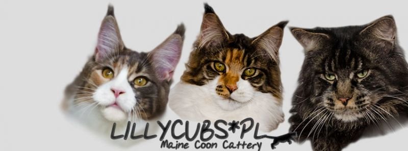 Lillycubs