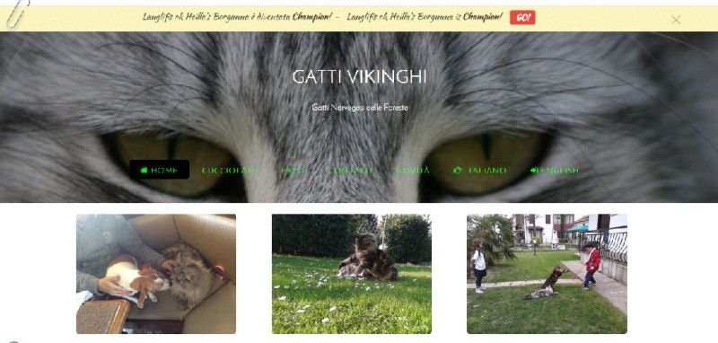 dei Gatti Vikinghi