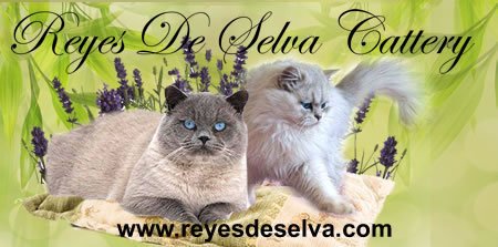 Reyesdeselva