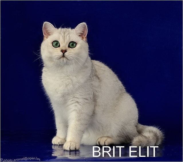 Brit Elit