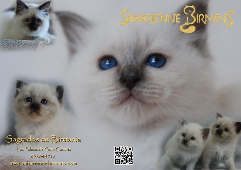 SAHARIENNE BIRMANS