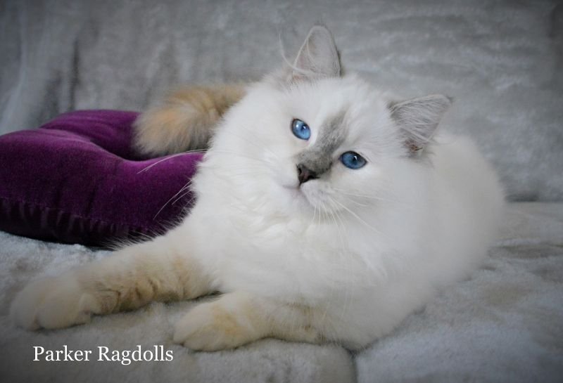 Parker Ragdolls