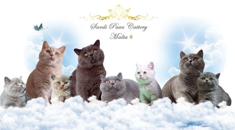 Sardi Paws Cattery