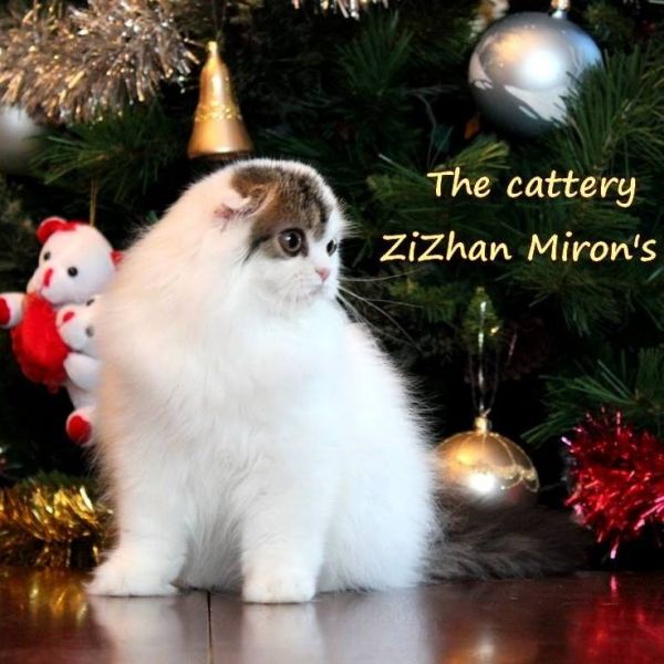ZiZhan Miron's
