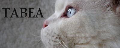 Tabea cattery
