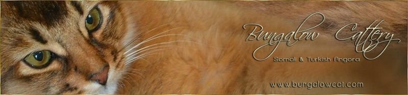 Bungalow Cattery