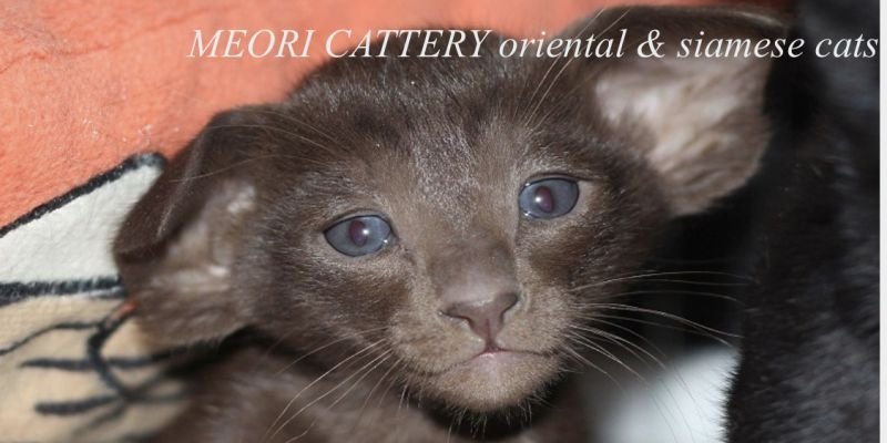 Meori cattery