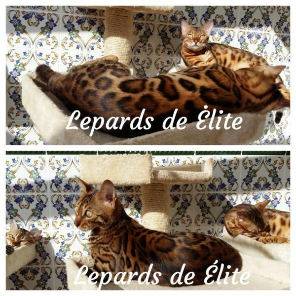 LEPARDS DE ÉLITE