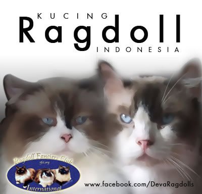 Deva Ragdolls