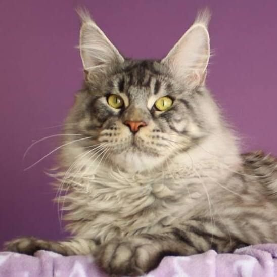 Maine Coon BENIDORM