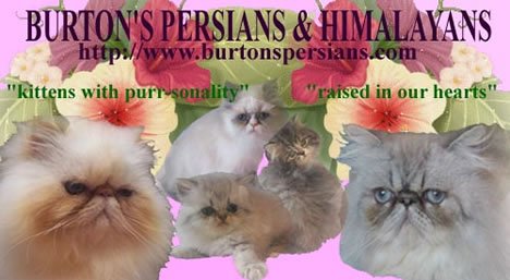 Burton's Himalayans & Persians