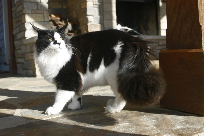 XXL Maine Coons