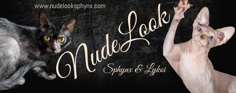 NUDELOOK