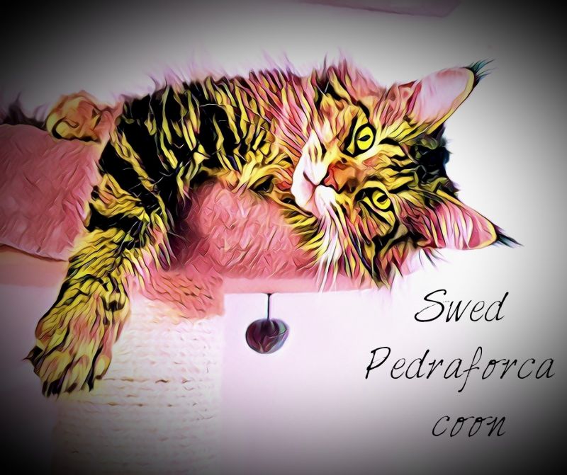 Swed Pedraforca CFDC-167