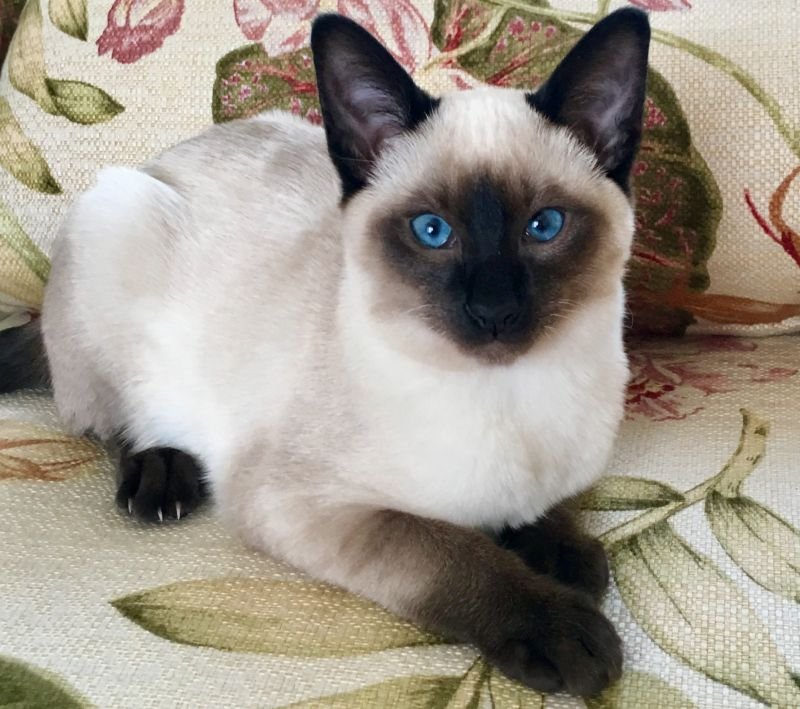 Astra Siam Old Style Siamese Cattery