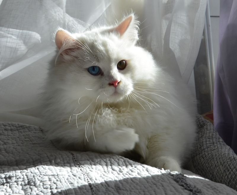 Chatterie de NIce