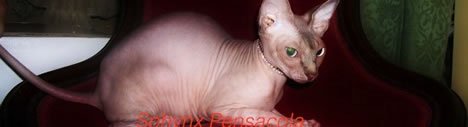 Pensacola Sphynx