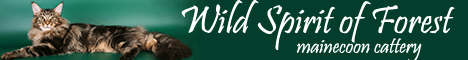 Wild Spirit of Forest