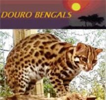 Douro Bengals