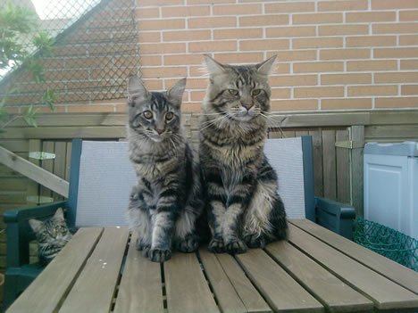 THOR CATS