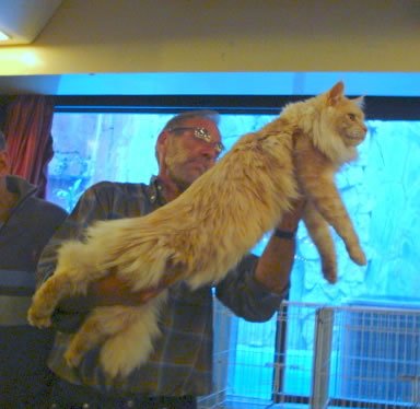 Luciernagas Mainecoons Uruguay/Argentina