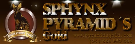 Sphynx Gold Cat