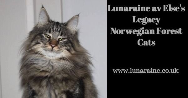 Lunaraine av Else's Legacy