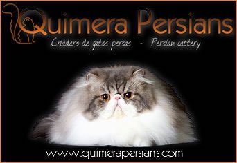 Quimera Big Tabby *ES