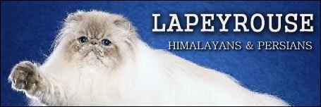 Lapeyrouse Himalayans & Persians