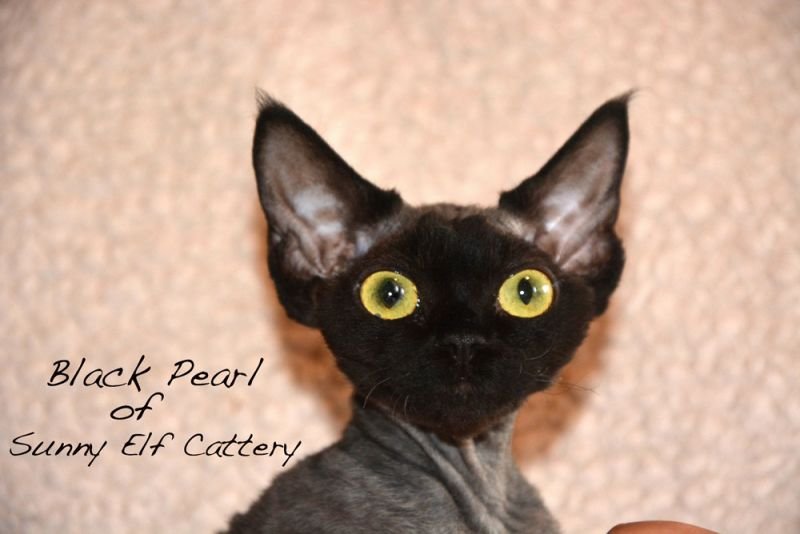devon rex black cat