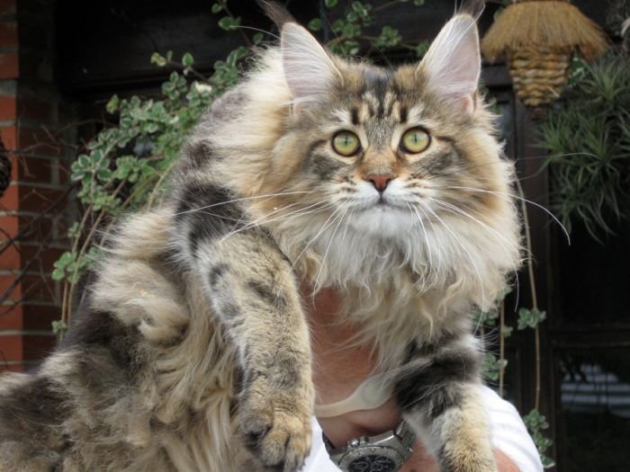 Vitorones Coons (Maine Coon) ~ WorldKittens