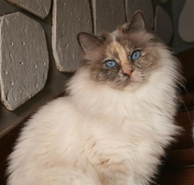blue tortie birman