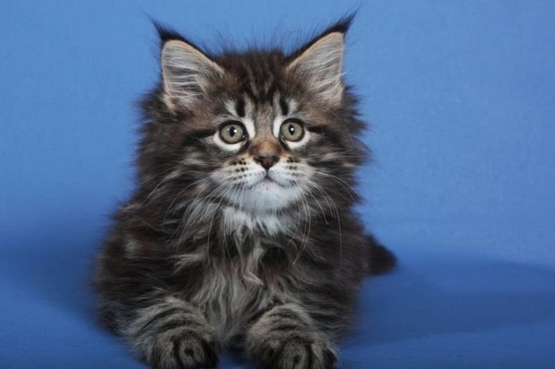 Litters "M" Maine Coon litter WorldKittens
