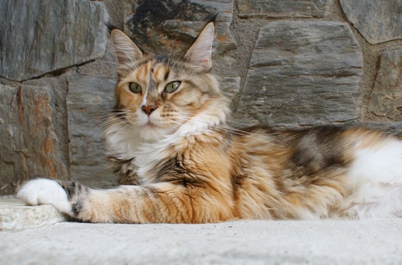 Maine Coon