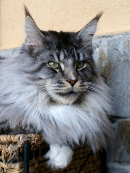 Maine Coon