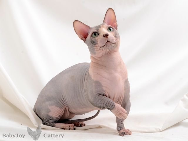 Sphynx