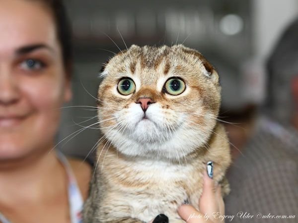 Scottish Fold