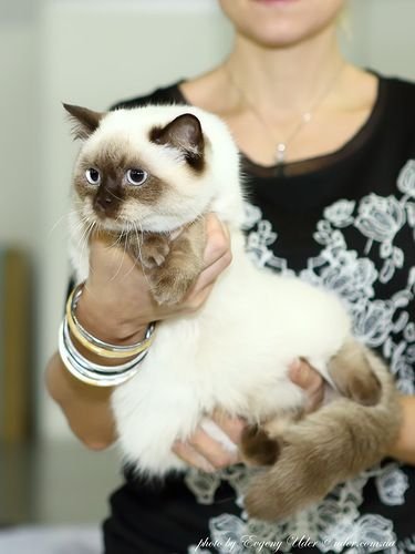 Scottish Fold