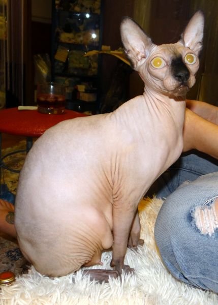 Gato Sphynx
