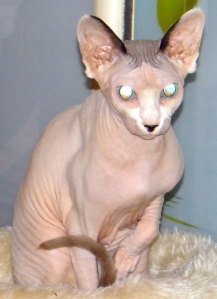 Sphynx