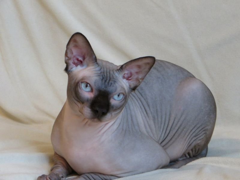 Sphynx