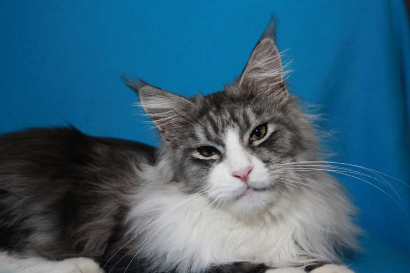 Maine Coon