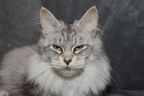 Gato Maine Coon